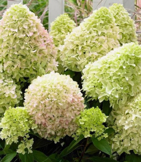 Hydrangea paniculata 'Little Fresco'
